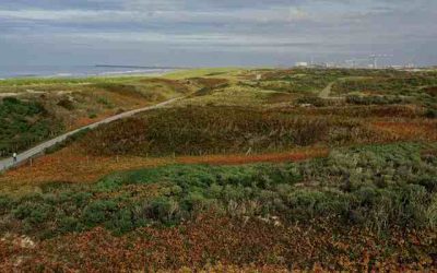 De politie zoekt met drones naar daklozen in Haagse duinen