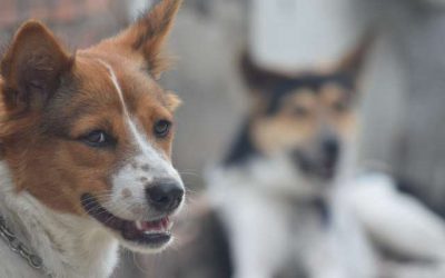 Strenge vorst? Hond van dakloze opgehaald en naar asiel gebracht