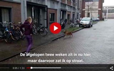 Speelse Gadget is de eerste hond in een daklozenvang: ‘Iedereen is gek op hem’