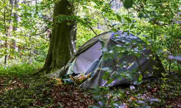 Steeds meer wildslapers brengen nacht door in het bos: ‘Begint een dagtaak te worden’