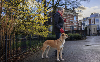 Waarom Straat Consulaat meedoet aan de ETHOS-telling: Samen maken we dakloosheid zichtbaar