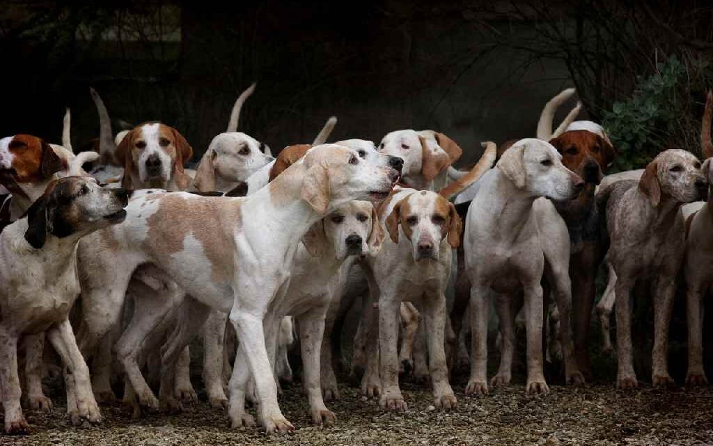 Eerste opvang voor daklozen mét huisdier opent in Rotterdam: ‘Ik kroop in de winter tegen mijn hond aan voor de warmte’