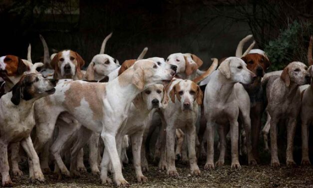 Eerste opvang voor daklozen mét huisdier opent in Rotterdam: ‘Ik kroop in de winter tegen mijn hond aan voor de warmte’