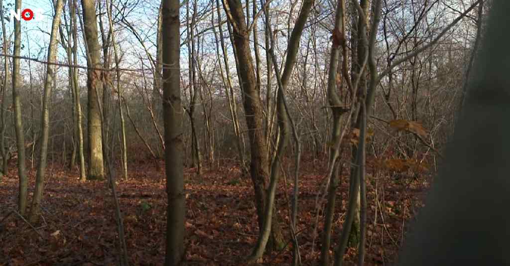 {video} Steeds meer mensen slapen in bossen